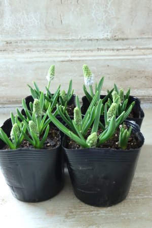 画像10: 芽出し球根 八重咲きムスカリ "ダブルマジック" 4球