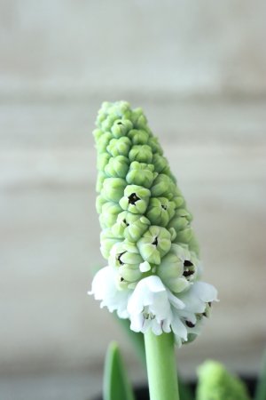 画像6: 芽出し球根 八重咲きムスカリ "ダブルマジック" 4球