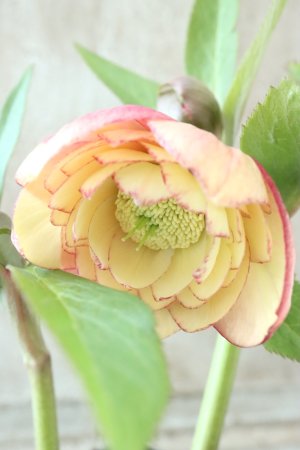 画像4: ~Winter Symphony~ dd多弁アプリコットピコティ