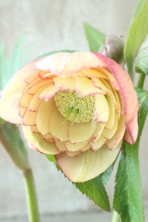 画像8: ~Winter Symphony~ dd多弁アプリコットピコティ