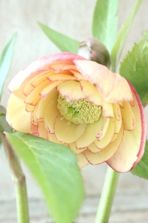 画像5: ~Winter Symphony~ dd多弁アプリコットピコティ