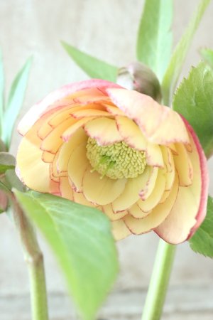 画像3: ~Winter Symphony~ dd多弁アプリコットピコティ