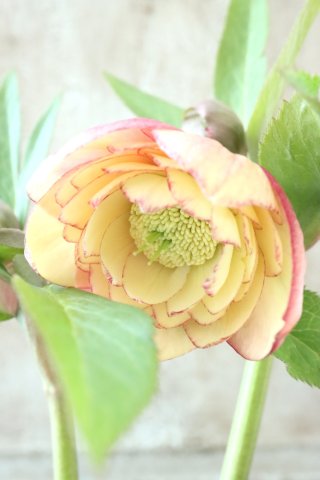 Jardin de Violettes (Page 49)