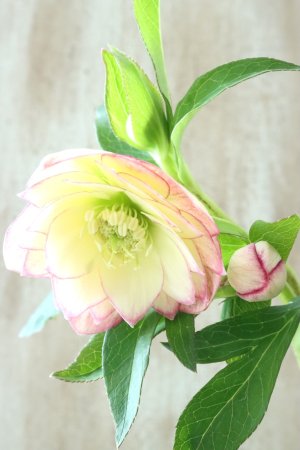 画像5: ~Winter Symphony~ dd絣ホワイトピコティ