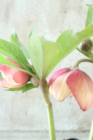 画像12: ~Winter Symphony~ dd多弁アプリコットピコティ