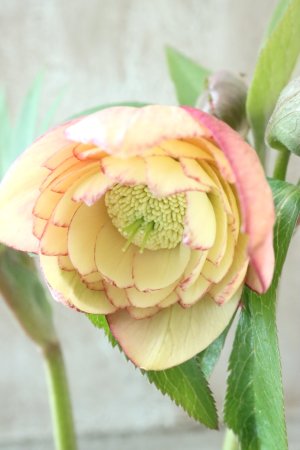 画像7: ~Winter Symphony~ dd多弁アプリコットピコティ