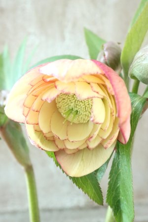 画像6: ~Winter Symphony~ dd多弁アプリコットピコティ