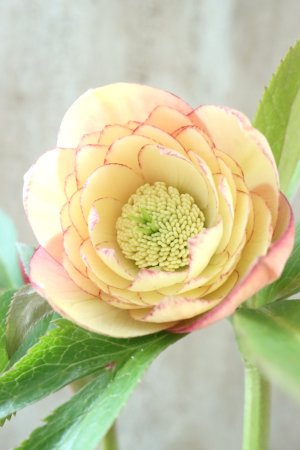 画像11: ~Winter Symphony~ dd多弁アプリコットピコティ