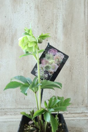 画像5: ~Winter Symphony~ ddグリーンピコティ