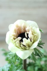 八重咲きアネモネ "クラシカルピンク" No.50