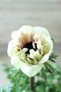 八重咲きアネモネ "クラシカルピンク" No.50