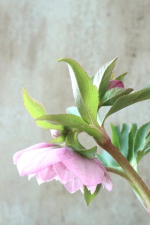 画像6: ~Winter Symphony~ ddピンクスポット