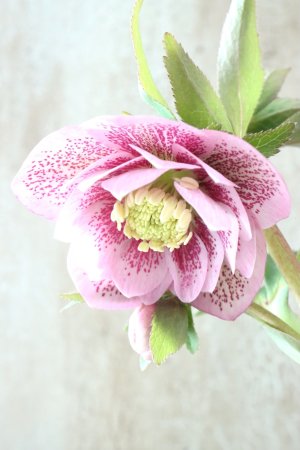 画像4: ~Winter Symphony~ ddピンクスポット