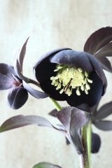 ~Winter Symphony~ ss写楽