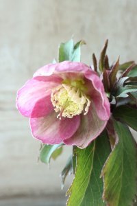 ~Ohgi Nursery~ オキシデンタリス系ゴールドhyb