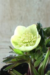 ~Ohgi Nursery~ ポーセリンhyb sd