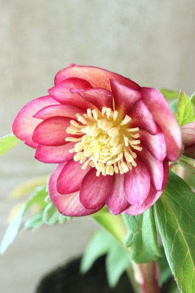 全商品 - Jardin de Violettes 全商品 - Jardin de Violettes