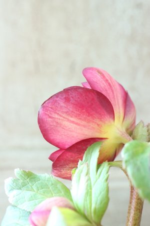 画像12: ~Ohgi Nursery~ アトロルーベンス系オーレア"ミスティーク"dd