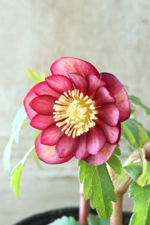 画像6: ~Ohgi Nursery~ アトロルーベンス系オーレア"ミスティーク"dd