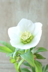 ~Ohgi Nursery~ デュメトルム系hyb