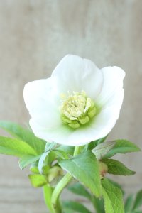 ~Ohgi Nursery~ デュメトルム系hyb