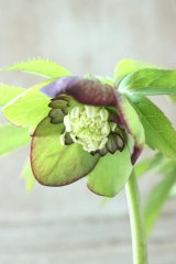 ~Ohgi Nursery~ トルカムルチ系sd
