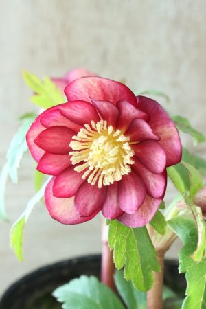 画像4: ~Ohgi Nursery~ アトロルーベンス系オーレア"ミスティーク"dd