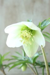 ~Ohgi Nursery~ ヘルツェゴビナス系hyb