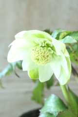 ~Ohgi Nursery~ オキシデンタリス系ヒデコートhyb sd