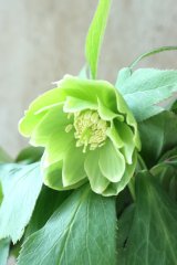 ~Ohgi Nursery~ デュメトルム系白抜けdd