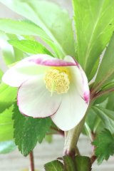 ~Ohgi Nursery~ オキシデンタリス系"フジタ"