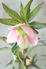 ~Ohgi Nursery~ ポーセリンhyb 