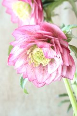 ~Winter Symphony~ dd多弁・多花系そばかすミスト
