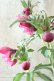 画像8: ~Winter Symphony~ dd多弁・多花系そばかすミスト