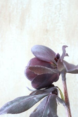 画像7: ~Winter Symphony~ ss写楽