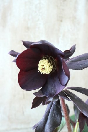 画像4: ~Winter Symphony~ ss写楽