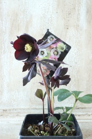 画像8: ~Winter Symphony~ ss写楽