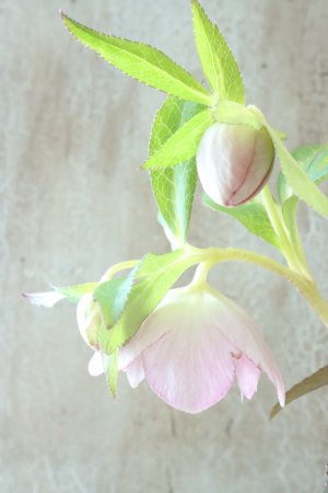 画像7: ~Winter Symphony~ dd絣リバースオーレア