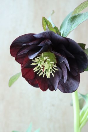 画像3: ~Winter Symphony~ ddブラック系