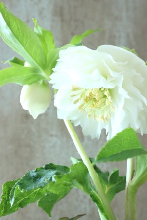 画像4: ~Winter Symphony~ dd多弁ホワイト