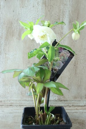 画像7: ~Winter Symphony~ dd多弁ホワイト