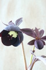 ~Winter Symphony~ ss写楽