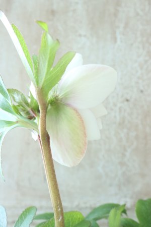 画像6: ~Winter Symphony~ dd静〜しずか〜