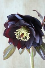~Winter Symphony~ dd写楽