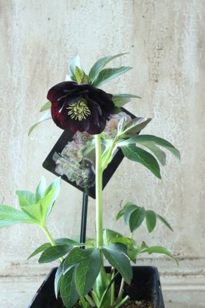 画像7: ~Winter Symphony~ ddブラック系