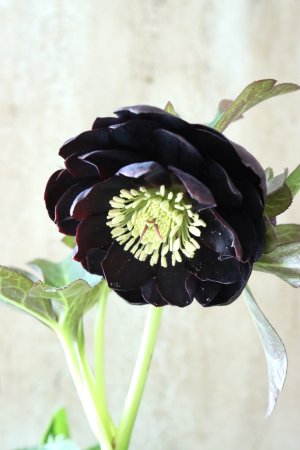 画像6: ~Winter Symphony~ ddブラック