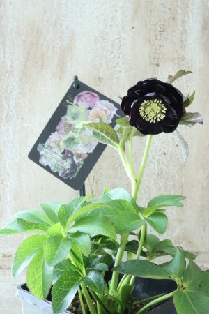 画像9: ~Winter Symphony~ ddブラック