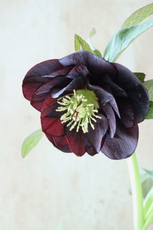 画像5: ~Winter Symphony~ ddブラック系