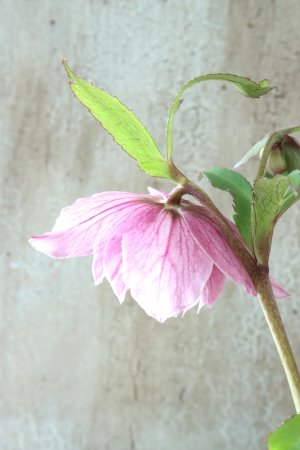 画像6: ~Winter Symphony~ dd多弁絣ピンク