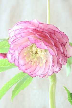 画像3: ~Winter Symphony~ dd多弁ピコティ